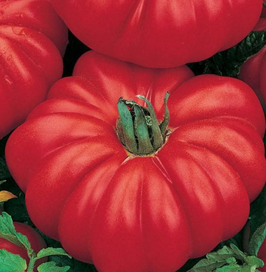 Tomato - Cheerful neighboor - 20 Seeds