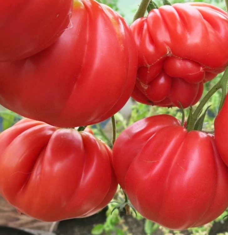 Tomato - Cheerful neighboor - 20 Seeds