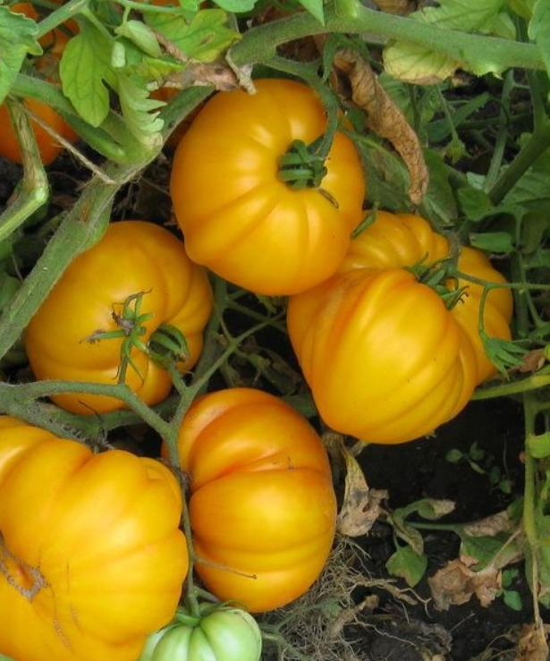 Tomato - Cheerful neighboor Yellow - 20 Seeds