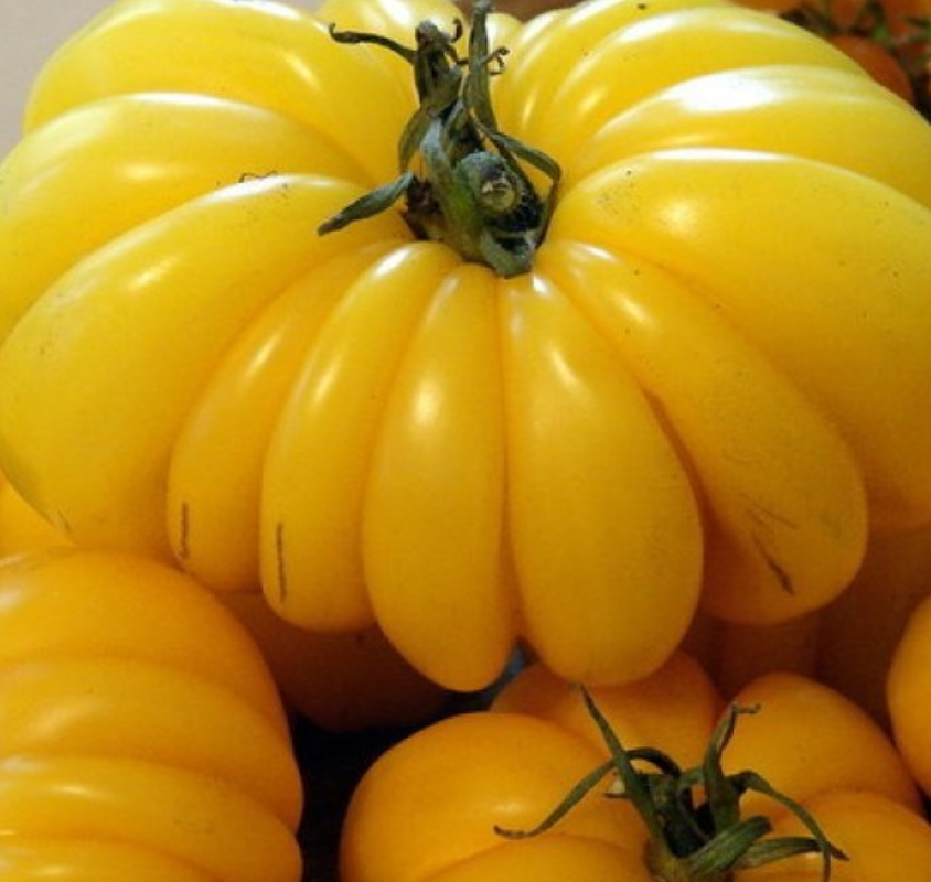 Tomato - Cheerful neighboor Yellow - 20 Seeds