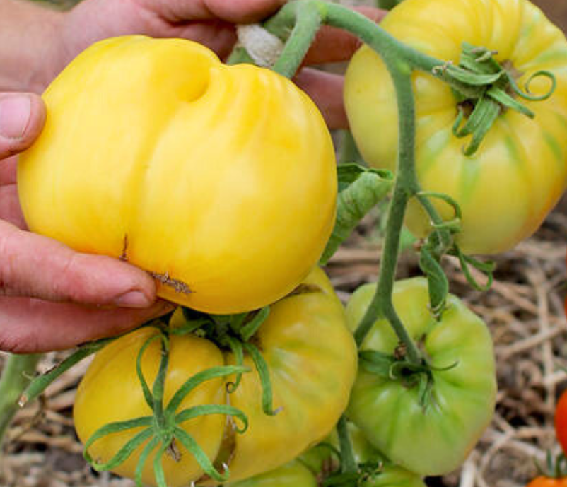 Tomato - Bull's heart - 20 Seeds