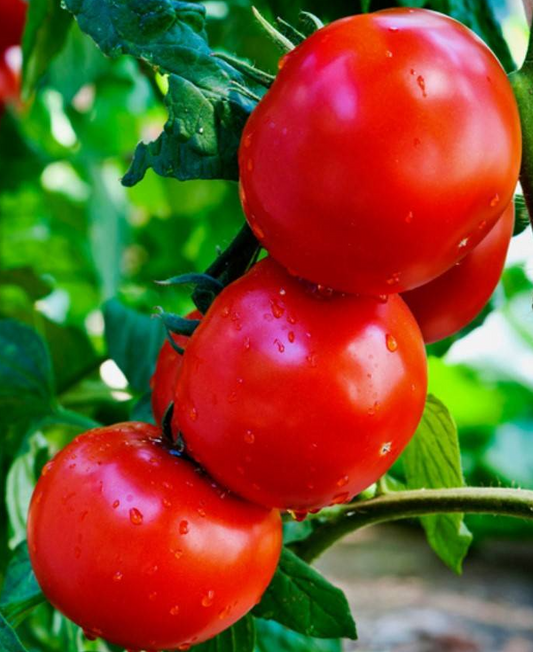 Tomato - Bonsai - 20 Seeds