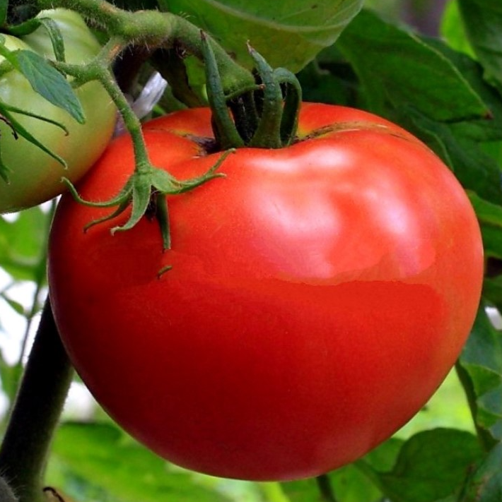 Tomato - Bonsai - 20 Seeds