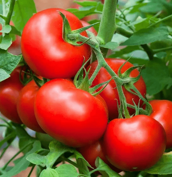 Tomato - Oak grove - 20 Seeds