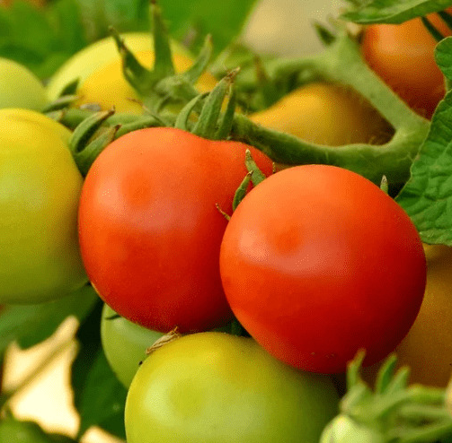 Tomato - Oak grove - 20 Seeds
