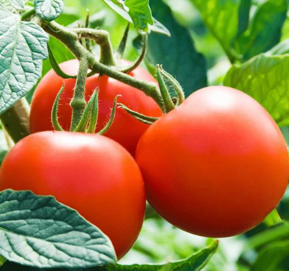 Tomato - Oak grove - 20 Seeds