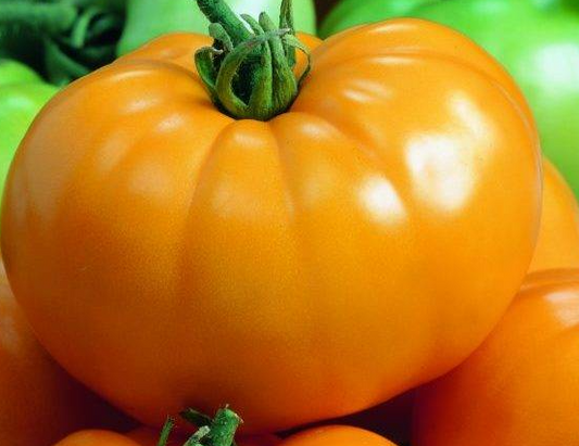 Tomato - Yellow bison - 20 Seeds