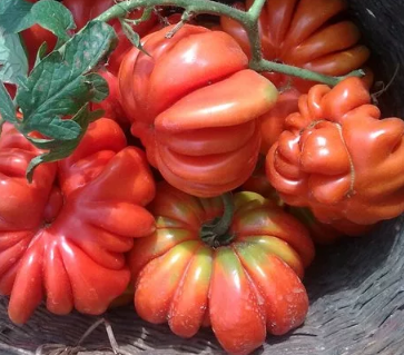 Tomato - Japanese crab - 20 Seeds