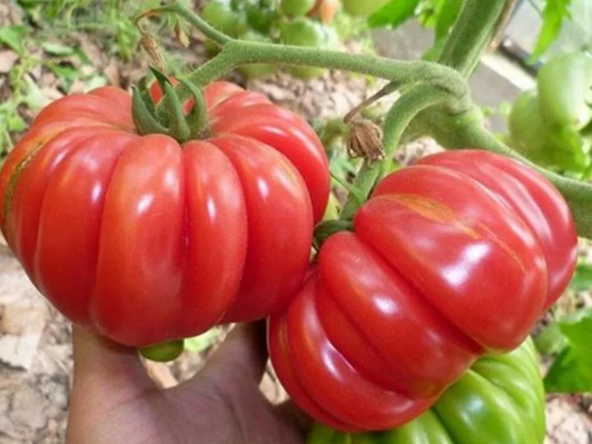 Tomato - Japanese crab - 20 Seeds