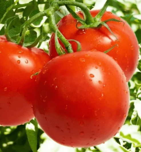 Tomato - Sovereign F1 - 20 Seeds