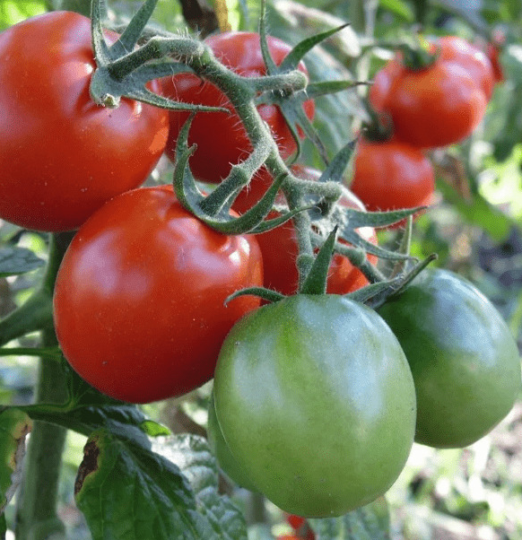 Tomato - Sovereign F1 - 20 Seeds