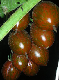 Tomato - Pomegranate drop - 20 Seeds