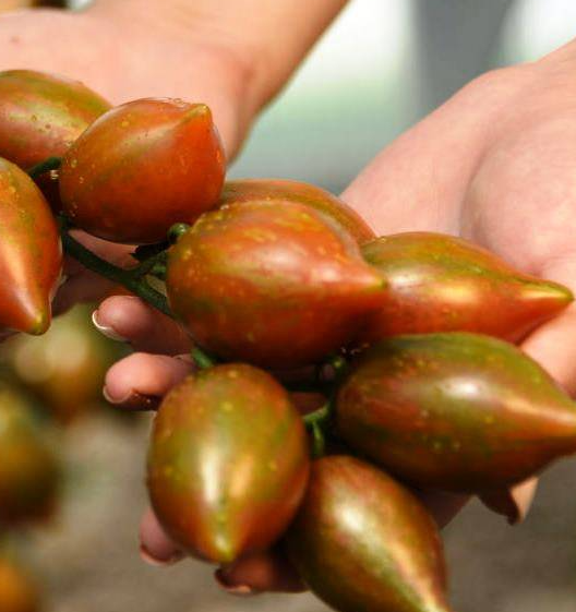 Tomato - Pomegranate drop - 20 Seeds