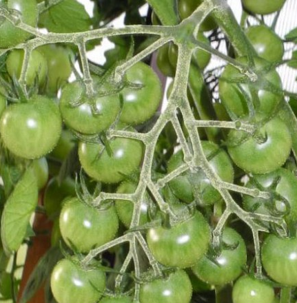 Tomato - Sweet Chocolate Clusters - Cherry - 20 Seeds