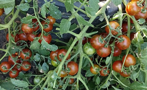 Tomato - Rambling Red Stripe - Cherry - 20 Seeds