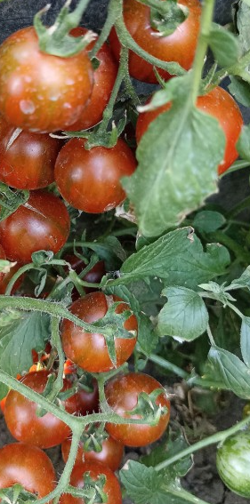 Tomato - Rambling Red Stripe - Cherry - 20 Seeds