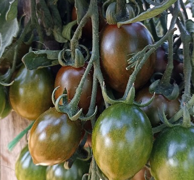 Tomato - Cookie Select - Cherry - 20 Seeds