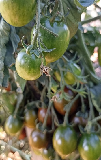 Tomato - Cookie Select - Cherry - 20 Seeds