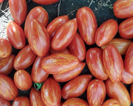 Tomato - Matt’s Hornet - Cherry - 20 Seeds