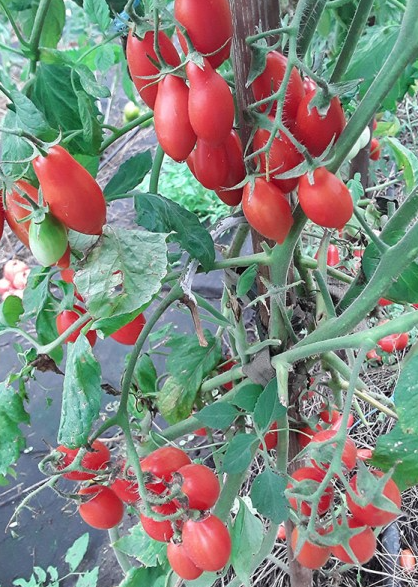 Tomato - Dachtyla Mynoa - Cherry - 20 Seeds