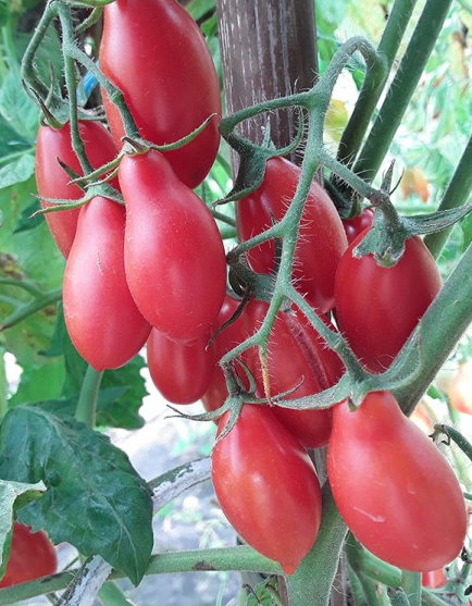 Tomato - Dachtyla Mynoa - Cherry - 20 Seeds