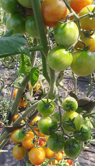 Tomato - Isis Candy - Cherry - 20 Seeds