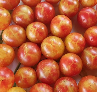 Tomato - Isis Candy - Cherry - 20 Seeds