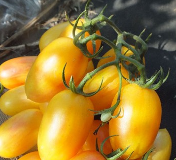 Tomato - Blush - Cherry - 20 Seeds