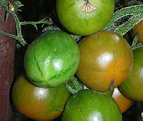 Tomato - Evil Olive - Cherry - 20 Seeds