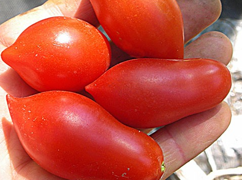Tomato - Summer Temptation - Cherry - 20 Seeds