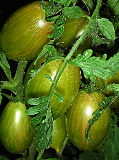 Tomato - Candy Sweet Icicle Mix - Cherry - 20 Seeds