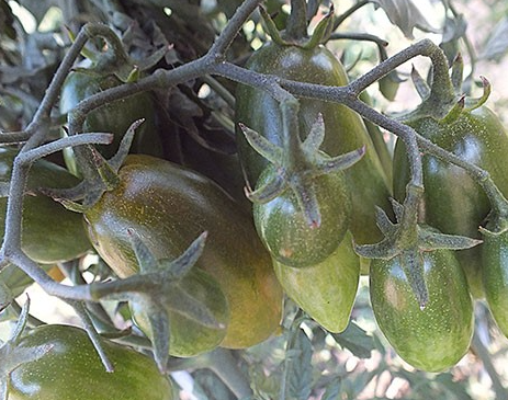 Tomato - Emalia - Cherry - 20 Seeds