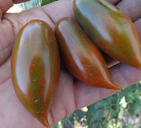 Tomato - Emalia - Cherry - 20 Seeds