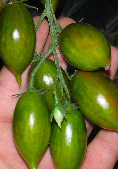 Tomato - Emalia - Cherry - 20 Seeds