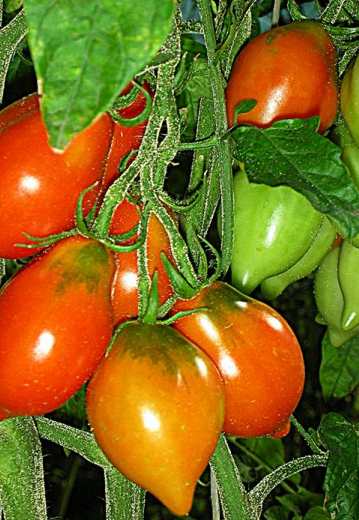Tomato - Mt. Vesuvius - Cherry - 20 Seeds