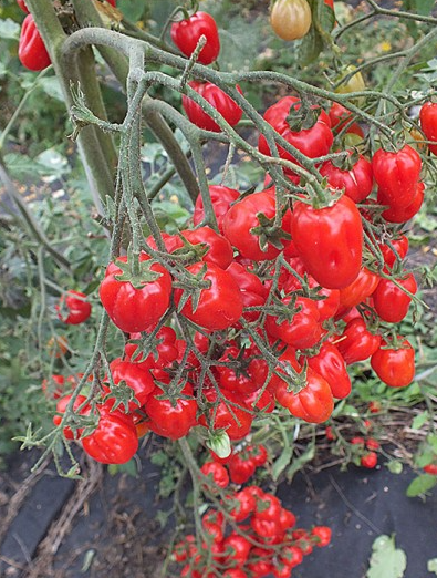 Tomato - ACCORDION - Cherry - 20 Seeds