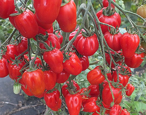 Tomato - ACCORDION - Cherry - 20 Seeds
