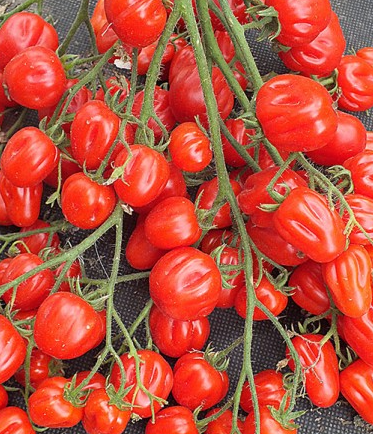 Tomato - ACCORDION - Cherry - 20 Seeds