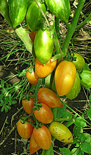 Tomato - Sweet cream - Cherry - 20 Seeds
