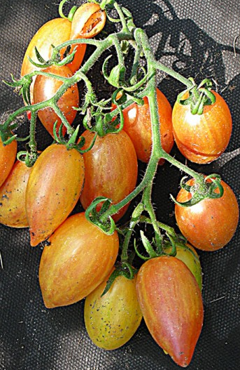 Tomato - Sweet cream - Cherry - 20 Seeds