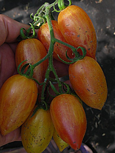Tomato - Sweet cream - Cherry - 20 Seeds