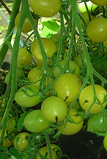 Tomato - Barry's crazy - Cherry - 20 Seeds