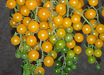 Tomato - Currant Gold Rush - Cherry - 20 Seeds