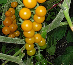 Tomato - Currant Gold Rush - Cherry - 20 Seeds