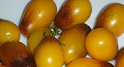 Tomato - Indigo Pear Drops - Cherry - 20 Seeds