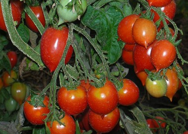 Tomato - Geranium Kiss - Cherry - 20 Seeds