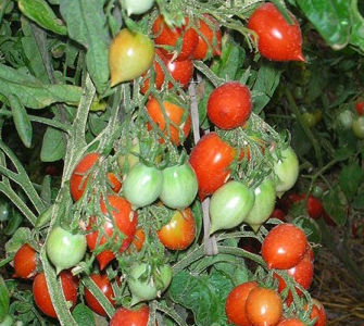 Tomato - Geranium Kiss - Cherry - 20 Seeds