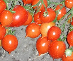 Tomato - Geranium Kiss - Cherry - 20 Seeds
