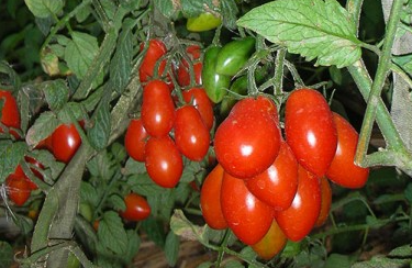 Tomato - DAFFININI - Cherry - 20 Seeds
