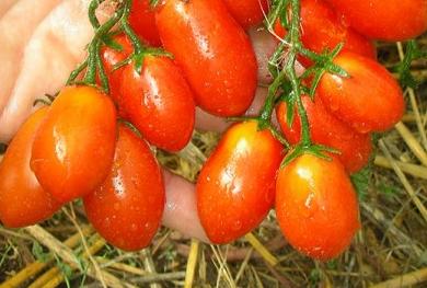 Tomato - DAFFININI - Cherry - 20 Seeds